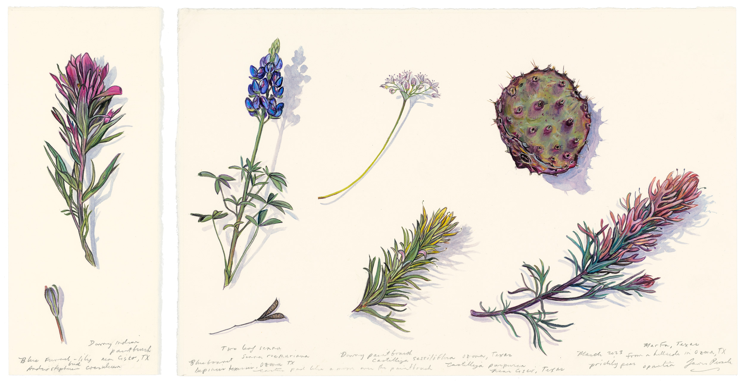 James Prosek, Downy Painbrush, Texas, Bluebonnet, and Black Spine Prickly Pear, Ozona and Marfa, Texas (Specific Objects No. 2), 2023. Watercolor, gouache, and graphite on paper. Image courtesy of the artist. 