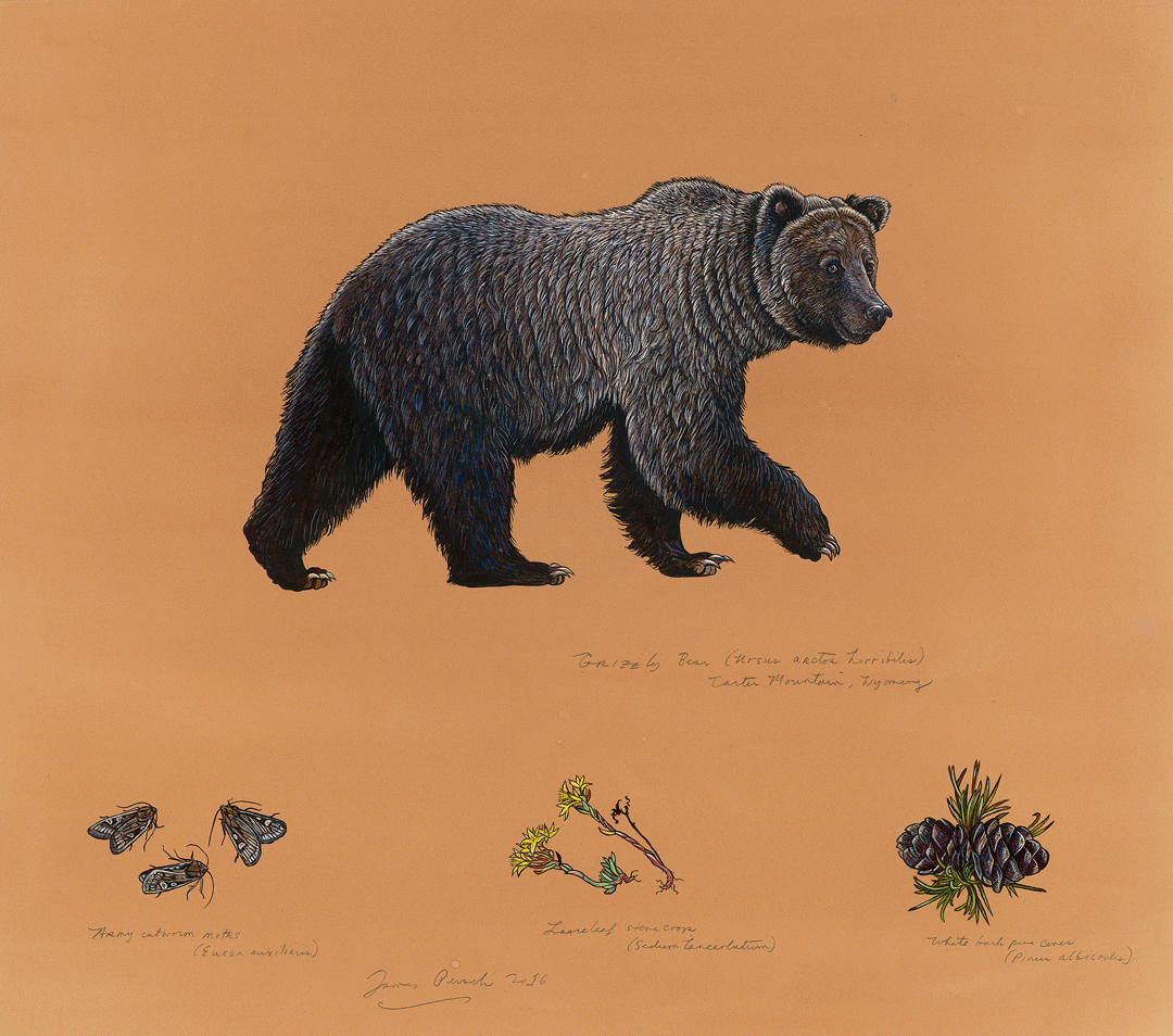 James Prosek, Grizzly Bear, 2016. Watercolor and gouache on tea-stained paper, 29 x 32 ½ inches. Image courtesy of the artist. 