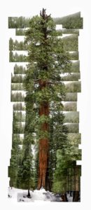 James Balog_Giant Sequoia, ("Stagg")