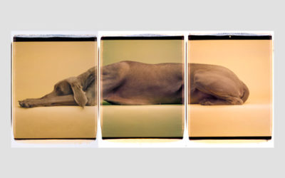 William Wegman