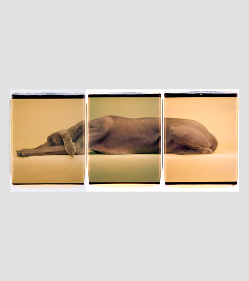 William Wegman